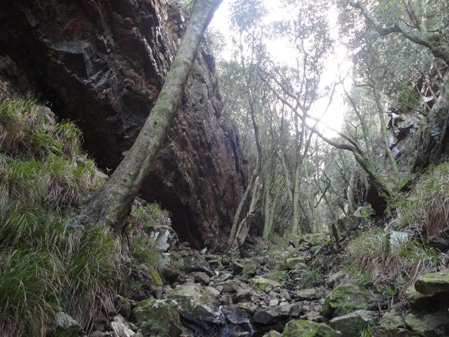 Skeleton Gorge trail through lush forest on Table Mountain